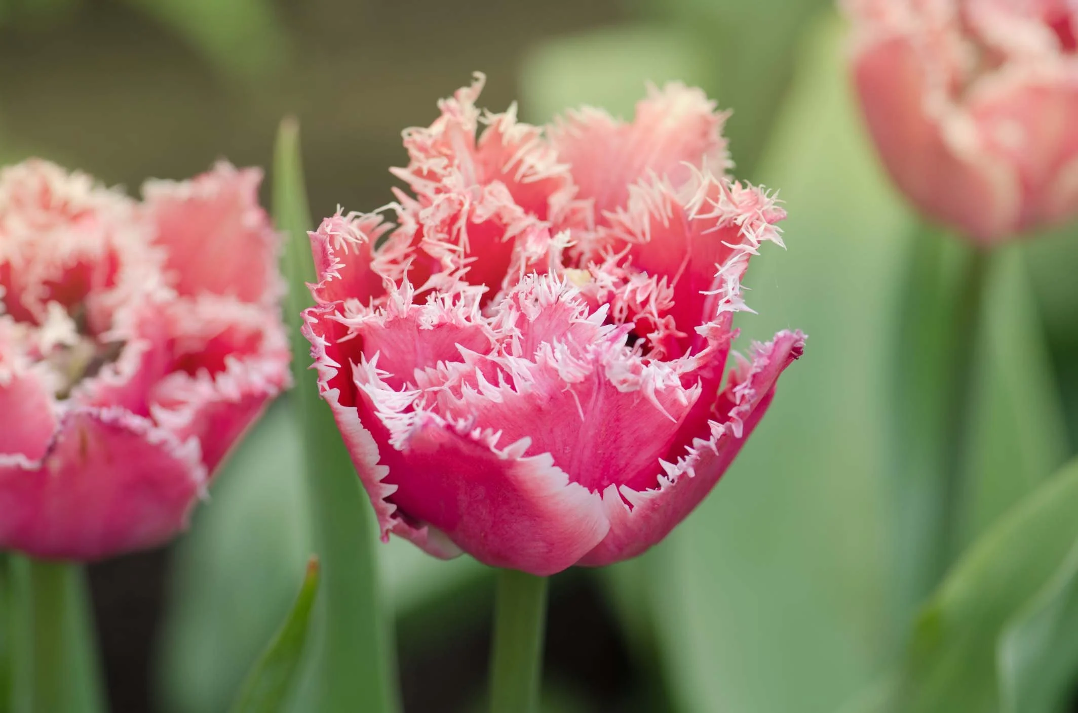 Dutch Tulip Bulbs for Sale — Artemis Flower Farm
